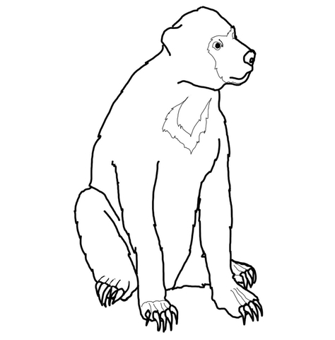 Malayan Sun Bear Coloring Page